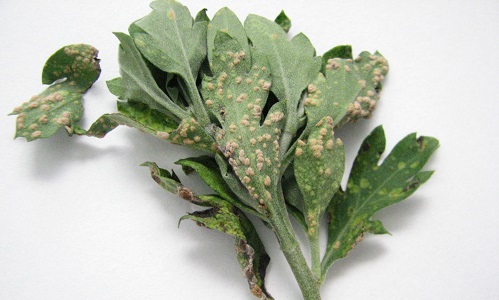 Ioos_puccinia_horiana.jpg