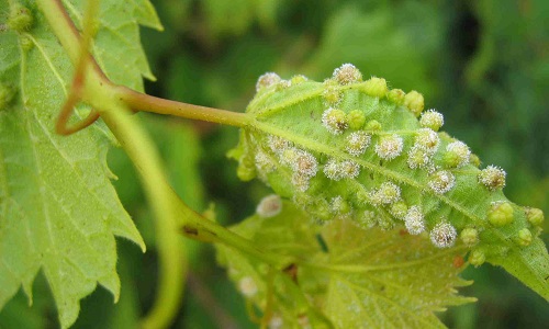 Vigne_Phylloxera_Mildiou_Delmotte.jpg