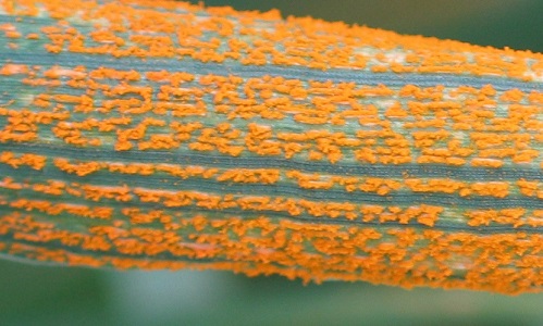 YellowRust_Wheat_Suffert.jpg